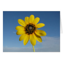 Blackeyed Susan Card (Vertical)