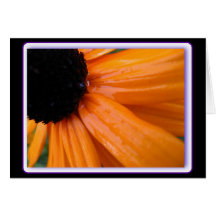 blackeyed Susan Cards