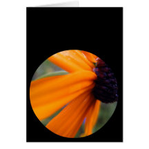 Blackeyed Susan Greeting Cards