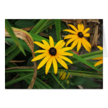 Blackeyed susan notecard