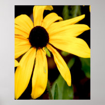 blackeyed susan posters