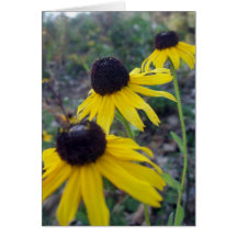 Blackeyed Susans Greeting Card