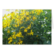 Blackeyed Susans Greeting Cards