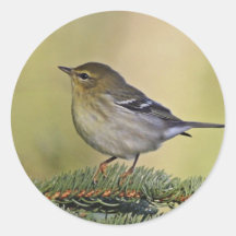 Blackpoll warbler round sticker