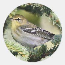 Blackpoll warbler round stickers