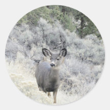 Blacktail Deer in Sage Brush Sticker