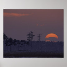 Blackwater National Wildlife Refuge Print
