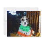 Blaheen of the roads dog Nuala in her new  poncho Invitation