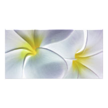 Blanc customisé par fleur d'Hawaï de Frangipani de Photocarte Customisée