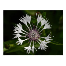 Blanc flamboyant cartes postales