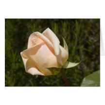 Blanc rose de carte de voeux
