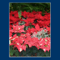 blanc rose rouge de poinsiettia cartes postales