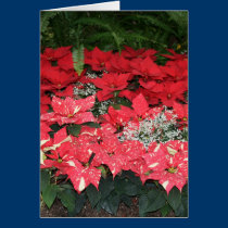 blanc rose rouge de poinsiettia cartes