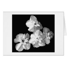 Blanc sur le noir cartes