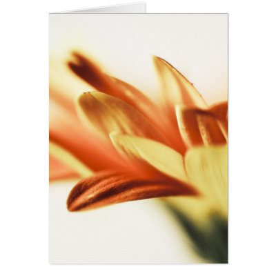 Blank Card, high key photography, gerberra floral by JayneLogan
