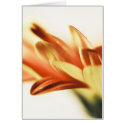 Blank Card, high key photography, gerberra floral