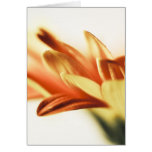 Blank Card, high key photography, gerberra floral