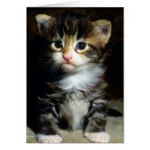 Blank card - Maine coon kitten