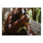 Blank Card, Oran-Utan