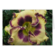 Blank Card with Beautiful Daylily
