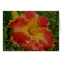 Blank Card with Orange Daylily