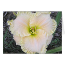 Blank Card with Perfect Form Daylily
