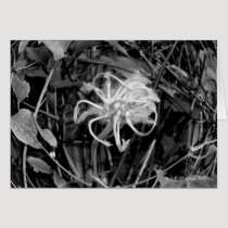 Blank Greeting Card cards