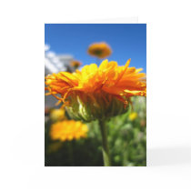 Blank Marigold Greeting Card