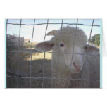 Blank Sheep note cards