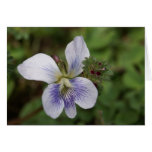 Blank wild iris and firend greeting card