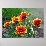 Blanket Flower Group Flower Photography Print