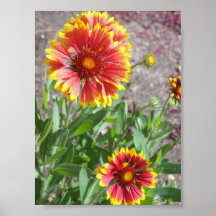 Blanket Flower in Colorado Print