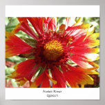 Blanket Flower Poster