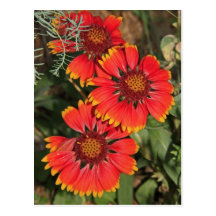 Blanket Flowers Postcard