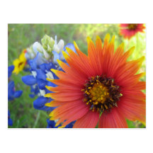 Blankets and Bonnets Post Cards
