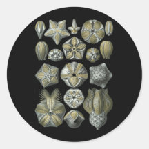 Blastoidea Round Sticker