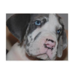 Blaue Augen Doggenwelpe Post Cards