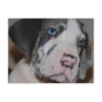 Blaue Augen Doggenwelpe Post Cards
