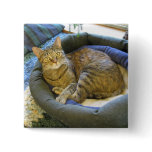 Blaze Cat Reclines Pins