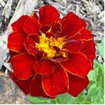 Blazing Marigold Pin Photo Cut Outs
