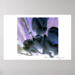 Blazing Purple Tulips Poster