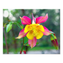 Blazing Star Photo