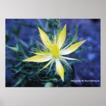 Blazing Star Print