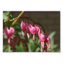 Bleeding Heart 7x5 Photographic Print