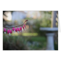 Bleeding Heart Bird Bath Greeting Cards
