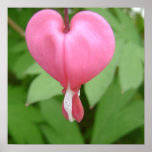 Bleeding Heart Blossom Poster