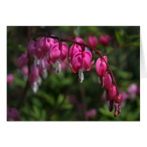 Bleeding Heart Card