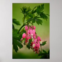 Bleeding Heart, Dicentra spectabilis Print