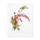 Bleeding Heart (Dicentra spectablis) Postcard