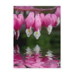bleeding heart flower postcard